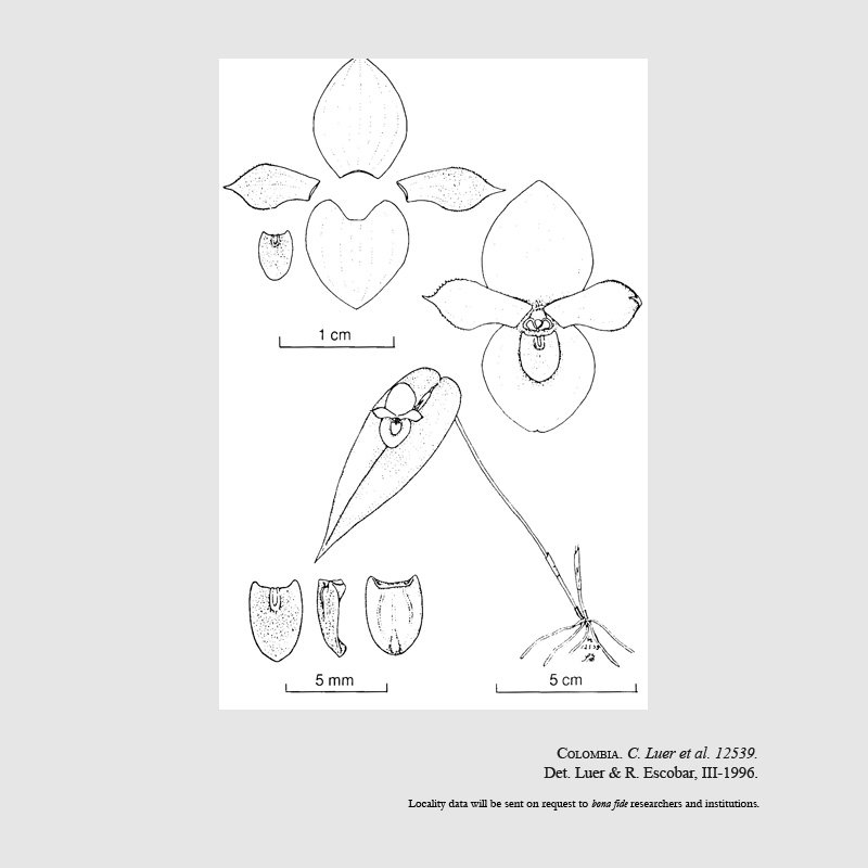 Pleurothallis platypetala